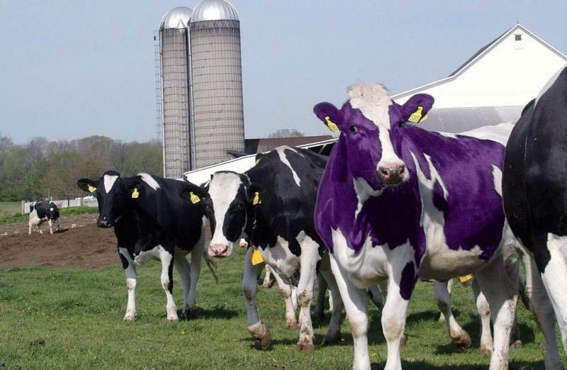 godin-purple-cow