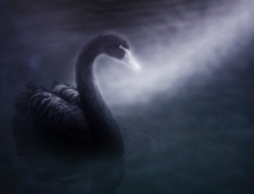 El Cisne Negro: El impacto de lo altamente improbable